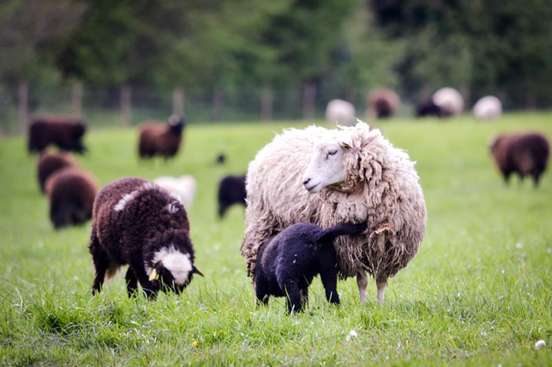 Moutons des Landes - Finistère