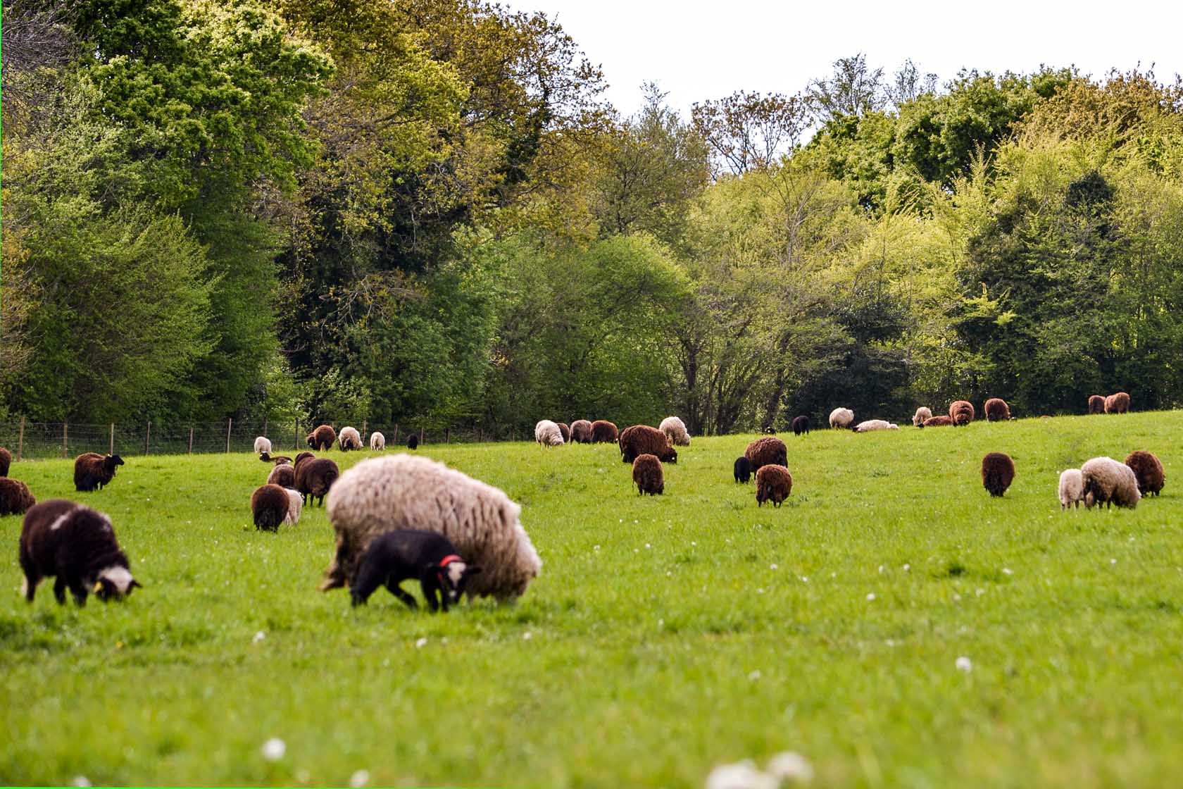 Élevage de moutons des Landes - Plogonnec, Finistère