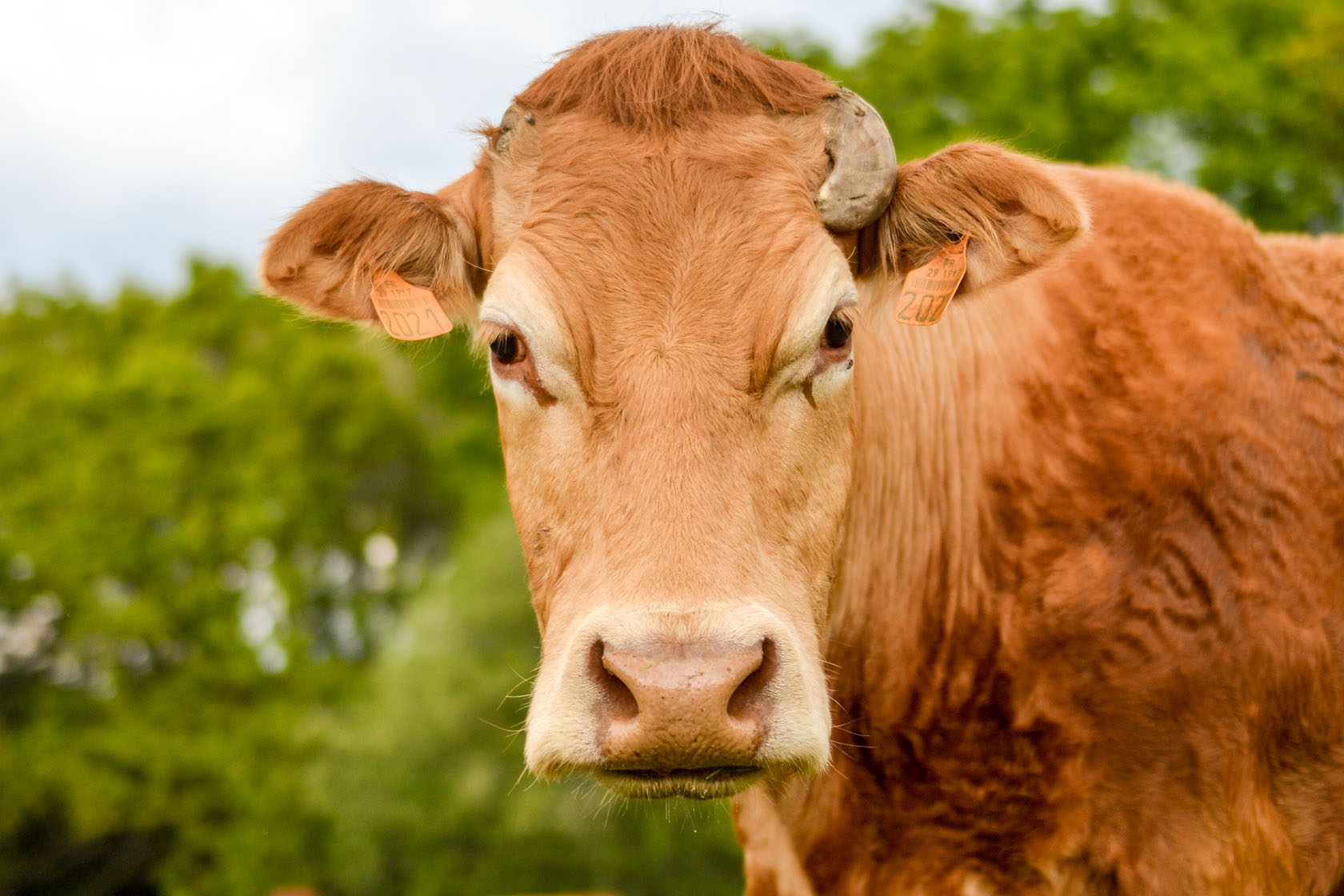 Élevage de vaches Limousines - Plogonnec, Finistère