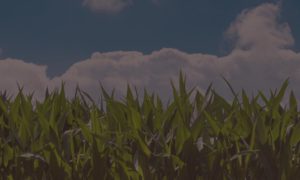 Contact - Ferme de Rubian