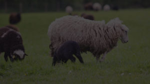Elevage de moutons des Landes - Plogonnec