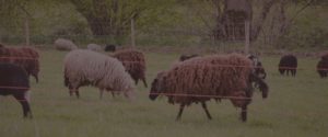 Elevage moutons des Landes