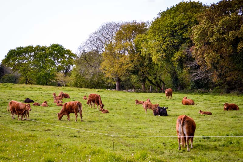 Elevage vaches moutons - Plogonnec