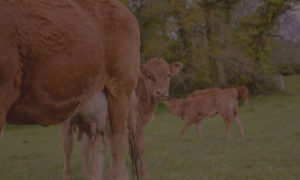 Notre élevage de vaches et moutons - Finistère
