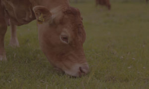 Vache limousine