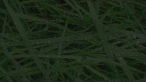 Agriculture Biologique