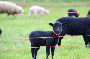 Nos moutons - Finistère