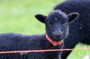 Nos moutons des Landes - Plogonnec