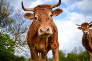 Nos vaches - Finistère