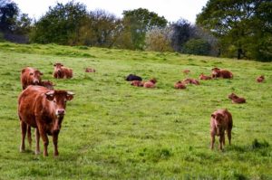 Notre élevage de vaches et moutons - Finistère