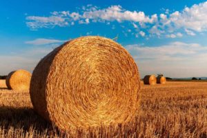 Supporter l'agriculture locale