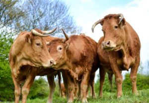 Vaches limousines - Finistère