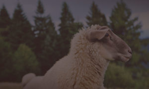 Mouton