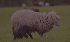 Élevage de moutons - Finistère