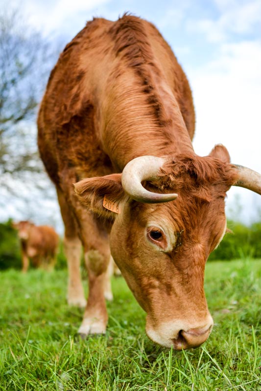 Vaches limousines - Finistère